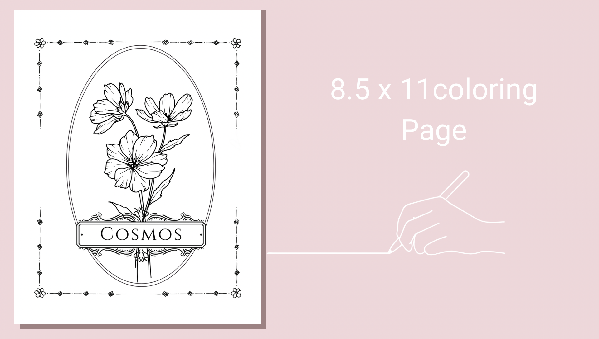 Cosmos Flower Coloring Page